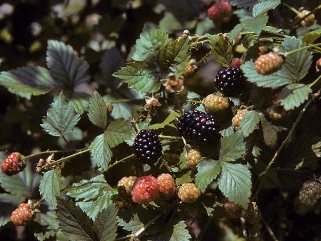 Garden Jewels: Luscious Berries in Harmony